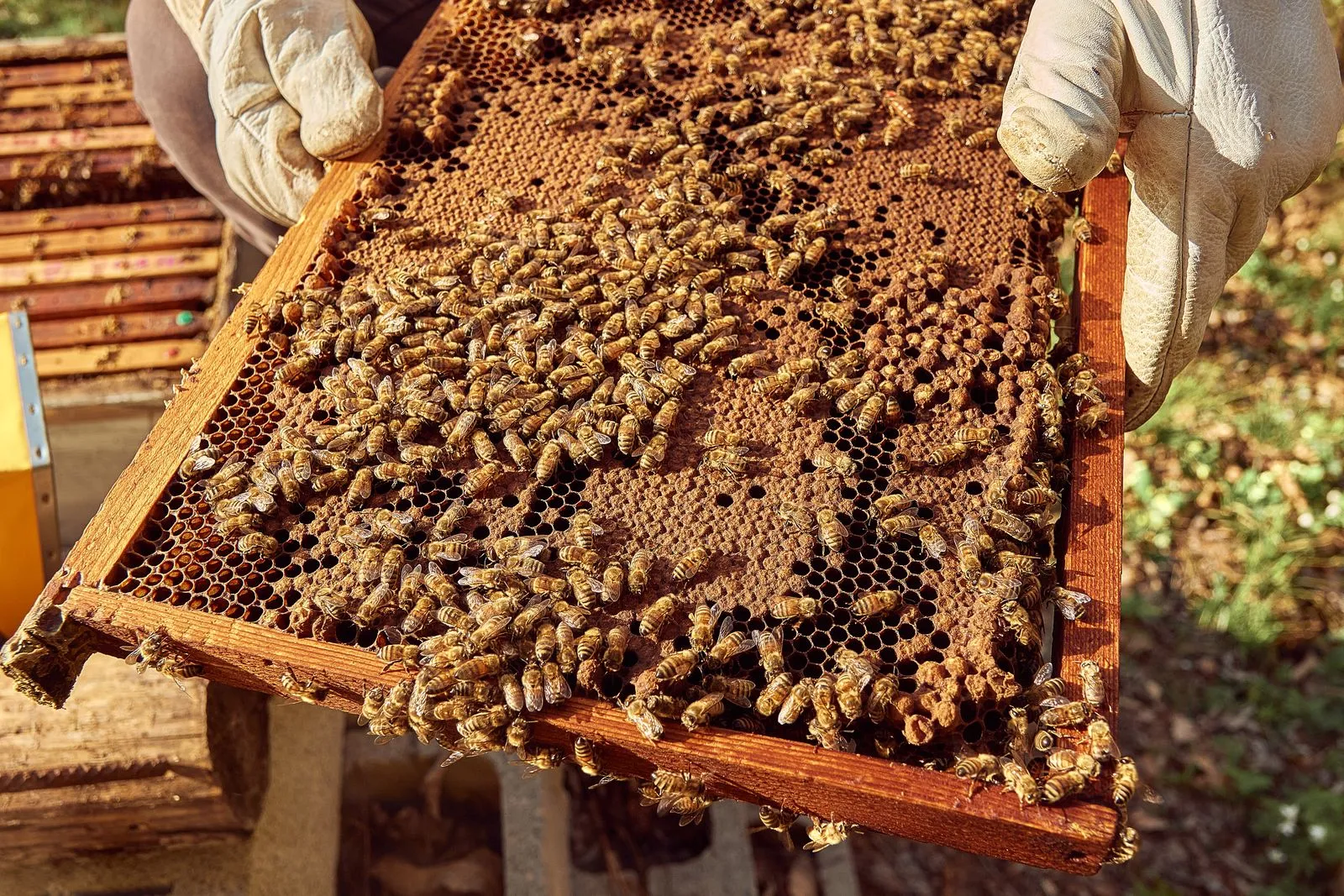 Bees in a Wall: What Homeowners Should Know